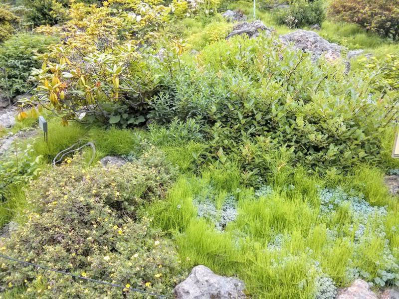 北海道大学植物園 カナディアンロックガーデン１５