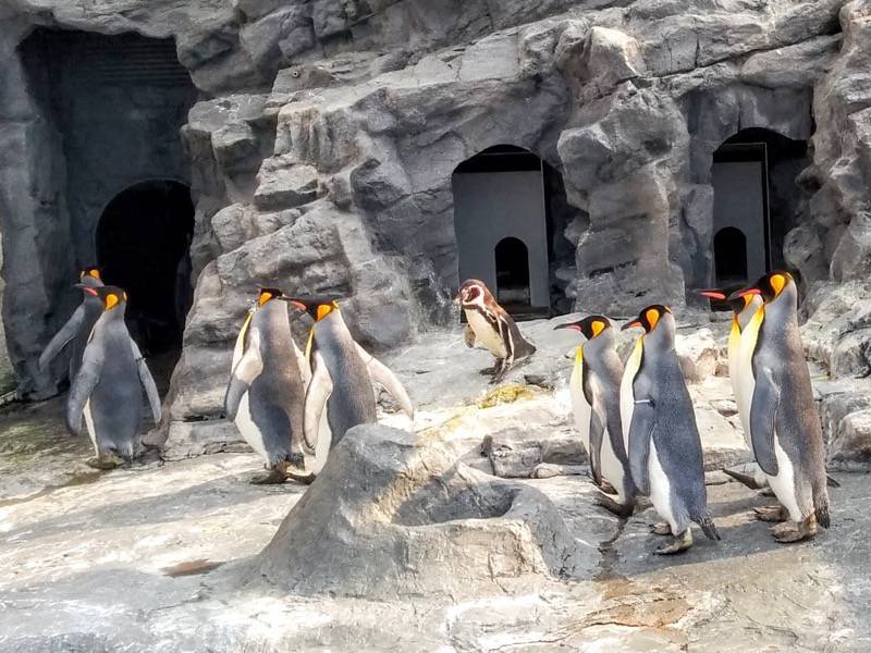 旭山動物園 ペンギン１１