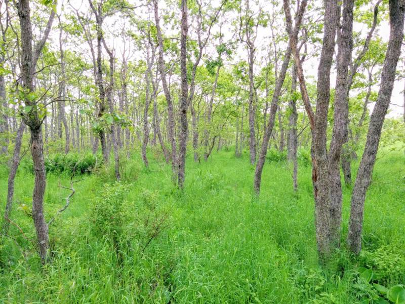 温根内木道2−2.jpg 温根内木道2−2