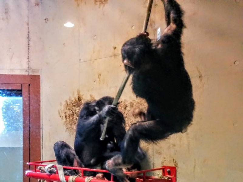 旭山動物園-チンパンジー5.jpg 旭山動物園 チンパンジー5