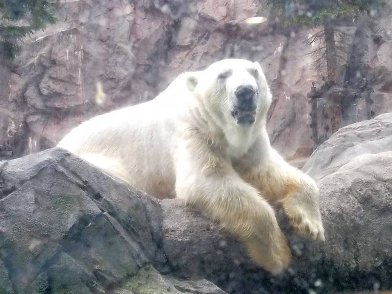 旭山動物園 ホッキョクグマ４