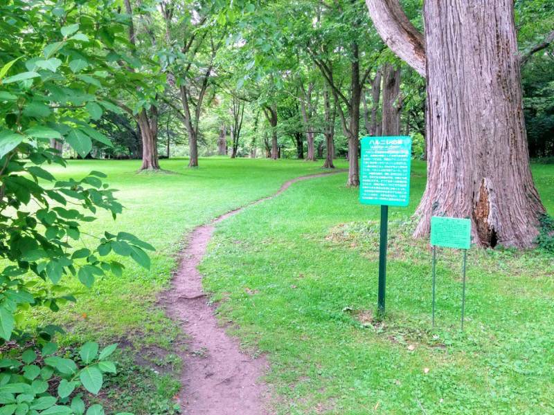 北海道大学植物園-ハルニレの林1.jpg 北海道大学植物園 ハルニレの林1