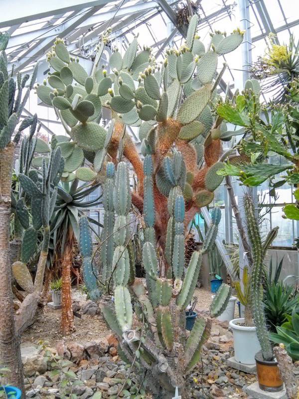 北海道大学植物園 温室園B棟２１多肉植物 ６号室