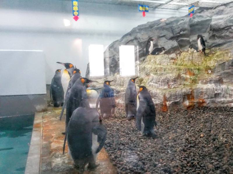 旭山動物園 ペンギン１４