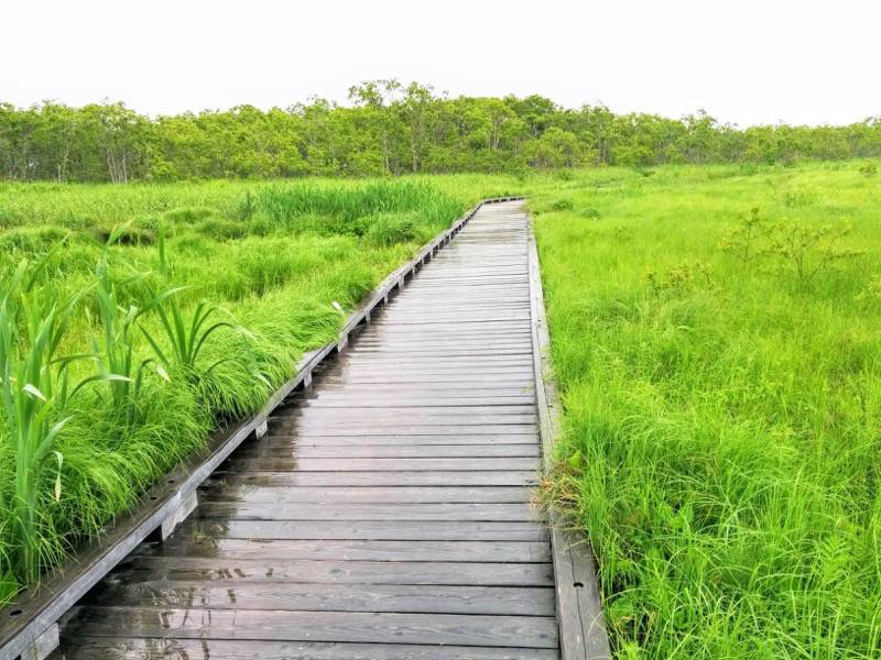 温根内木道6−1.jpg 温根内木道6−1