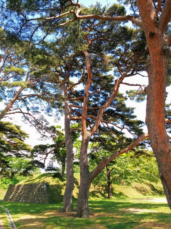 五稜郭公園-アカマツ3.jpg 五稜郭公園 アカマツ3