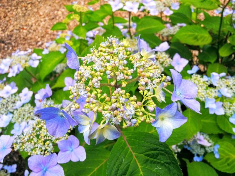 北海道大学植物園 灌木園の花１４エゾアジサイ２