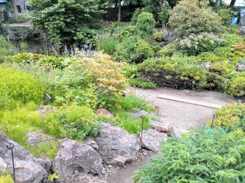 北海道大学植物園 カナディアンロックガーデン１７