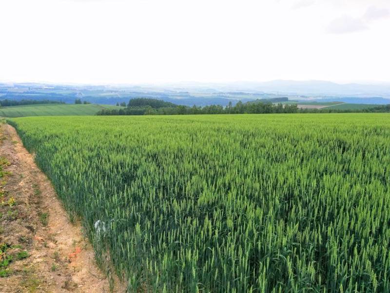 絶景!西神楽就実の丘|北海道旭川市|北海道旭川市 ゆういちろグ