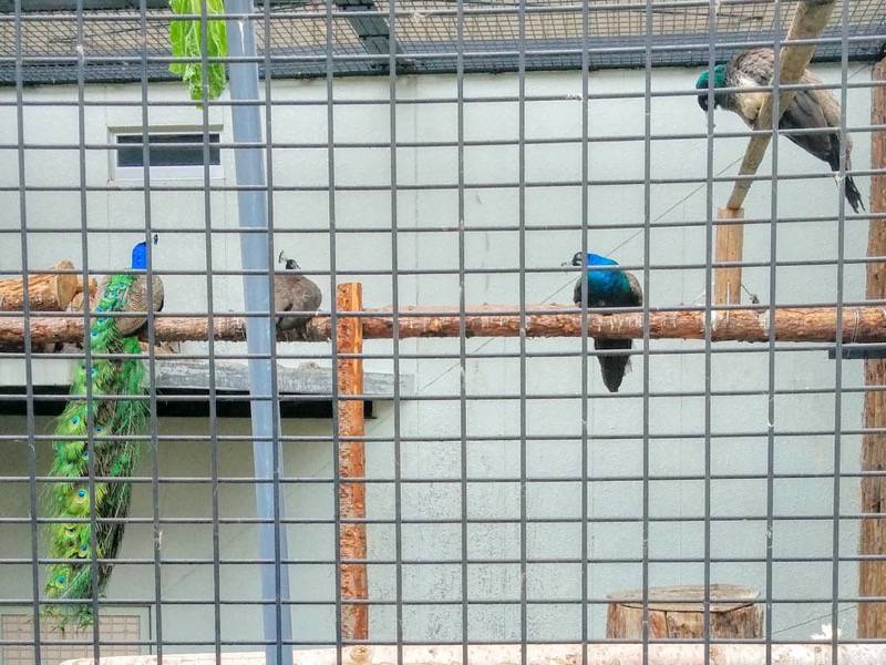 旭山動物園-インドクジャク1.jpg 旭山動物園 インドクジャク1