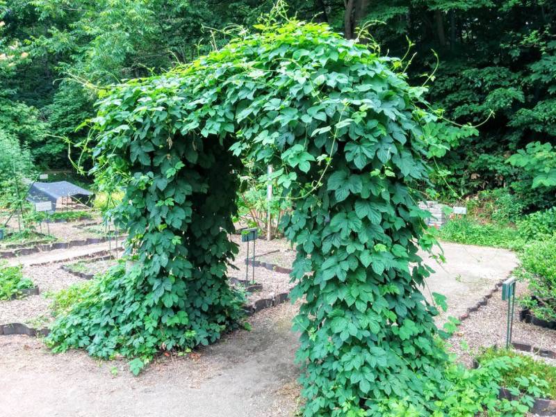 北海道大学植物園-北方民族植物標本園8.jpg 北海道大学植物園 北方民族植物標本園8