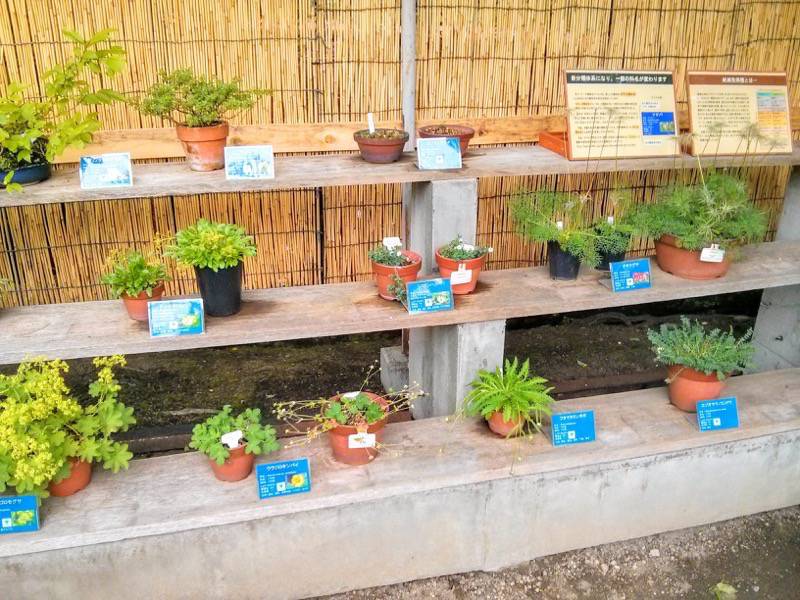 北海道大学植物園-高山植物園盆栽3.jpg 北海道大学植物園 高山植物園盆栽3