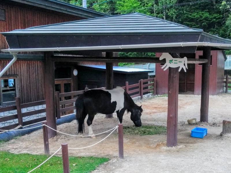 旭山動物園-ポニー.jpg 旭山動物園 ポニー