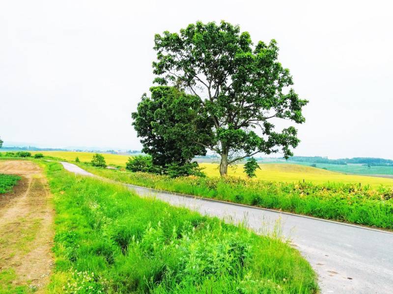 美瑛 親子の木２