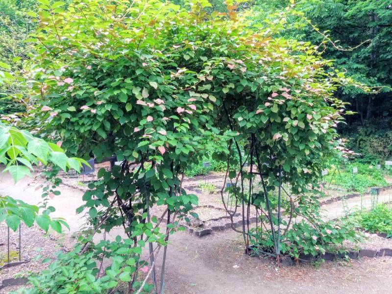 北海道大学植物園-北方民族植物標本園6.jpg 北海道大学植物園 北方民族植物標本園6