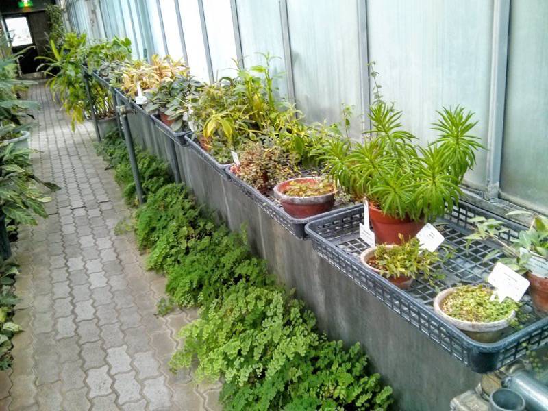 北海道大学植物園 温室園A棟１４コショウ科の植物