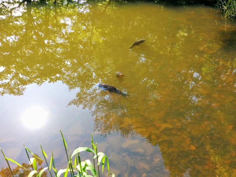大沼公園-島巡りの路-ブナ巨木付近2.jpg 大沼公園 島巡りの路 ブナ巨木付近2