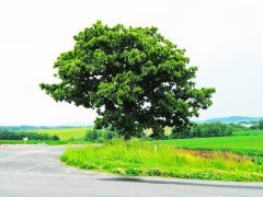 セブンスターの木とケンとメリーの木｜北海道美瑛町