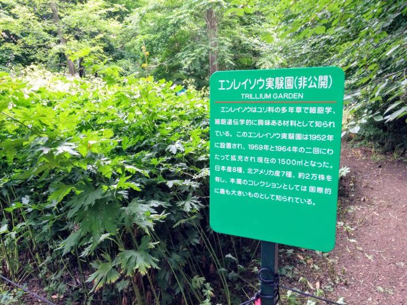 北海道大学植物園-エンレイソウ実験園.jpg 北海道大学植物園 エンレイソウ実験園