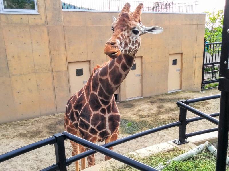 旭山動物園-アミメキリン3.jpg 旭山動物園 アミメキリン3