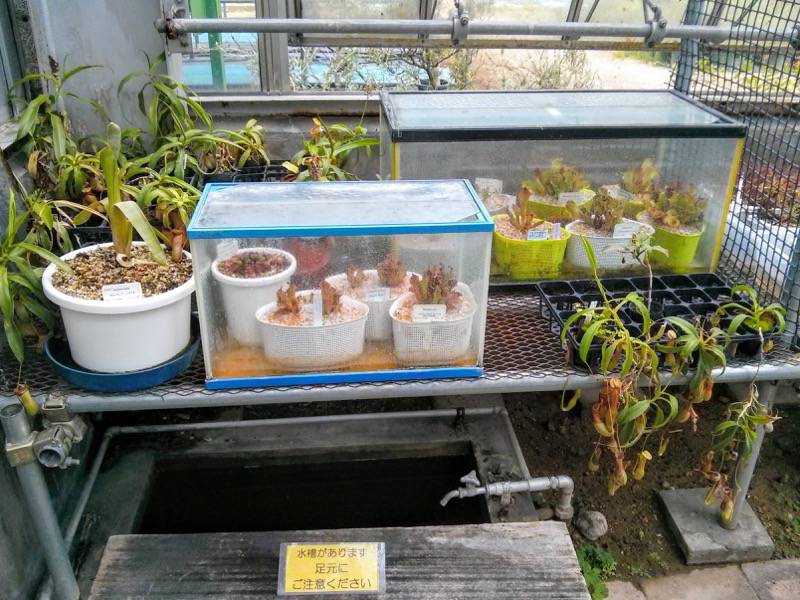 北海道大学植物園 温室園B棟３食虫植物 ８号室