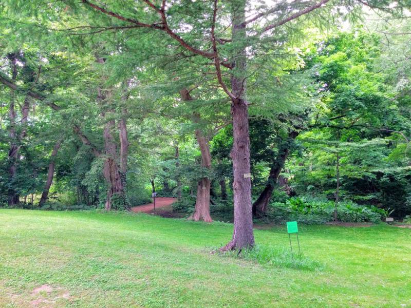 北海道大学植物園-宮部金吾記念館〜灌木園間2.jpg 北海道大学植物園 宮部金吾記念館 灌木園間2