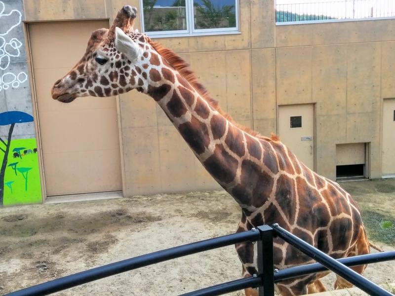 旭山動物園-アミメキリン4.jpg 旭山動物園 アミメキリン4