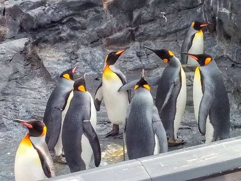 旭山動物園 ペンギン７