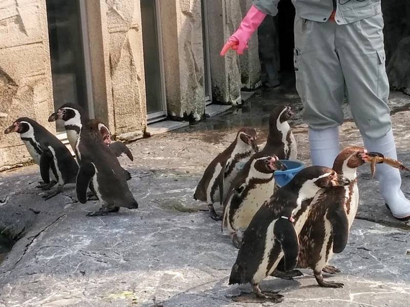 旭山動物園 ペンギン４