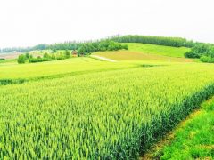 三愛の丘からの田畑風景｜北海道美瑛町