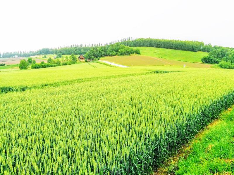 美瑛 三愛の丘４