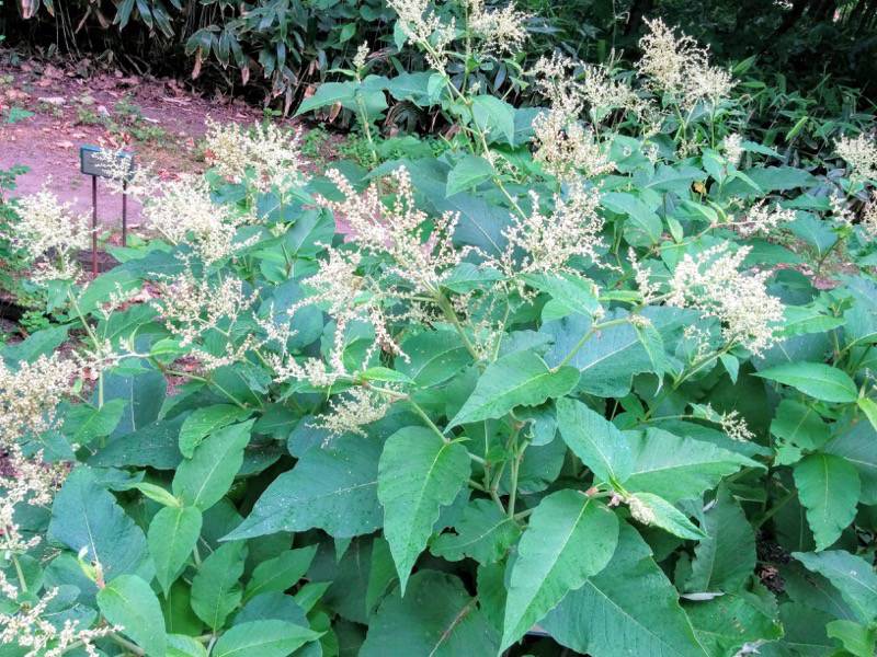 北海道大学植物園 草本分科園２ウラジロタデ１