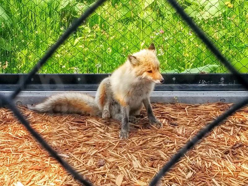 旭山動物園-キタキツネ1.jpg 旭山動物園 キタキツネ1