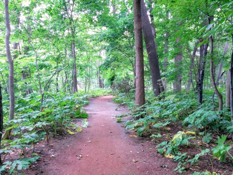 北海道大学植物園-樹木園5.jpg 北海道大学植物園 樹木園5
