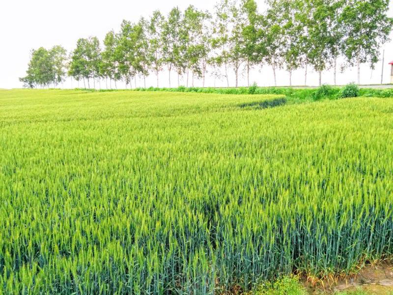 美瑛 セブンスターの木付近の景色５