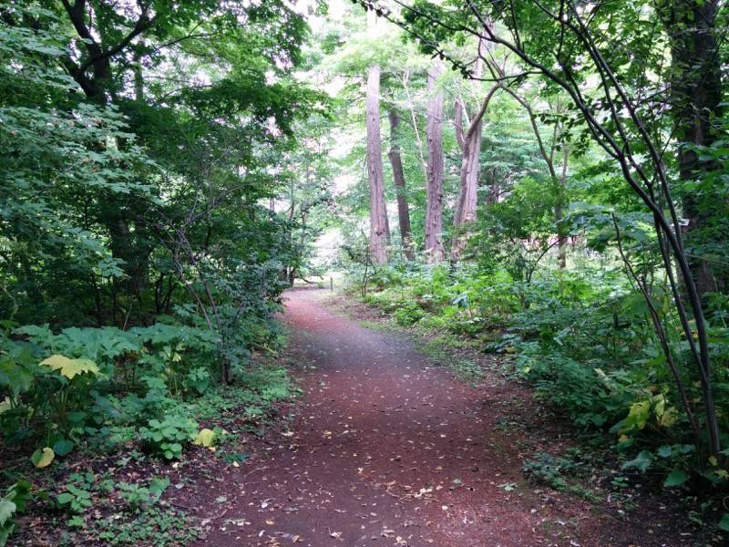 北海道大学植物園 灌木園の道