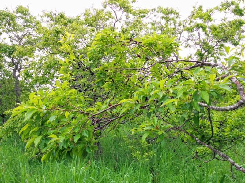 温根内木道2−5.jpg 温根内木道2−5