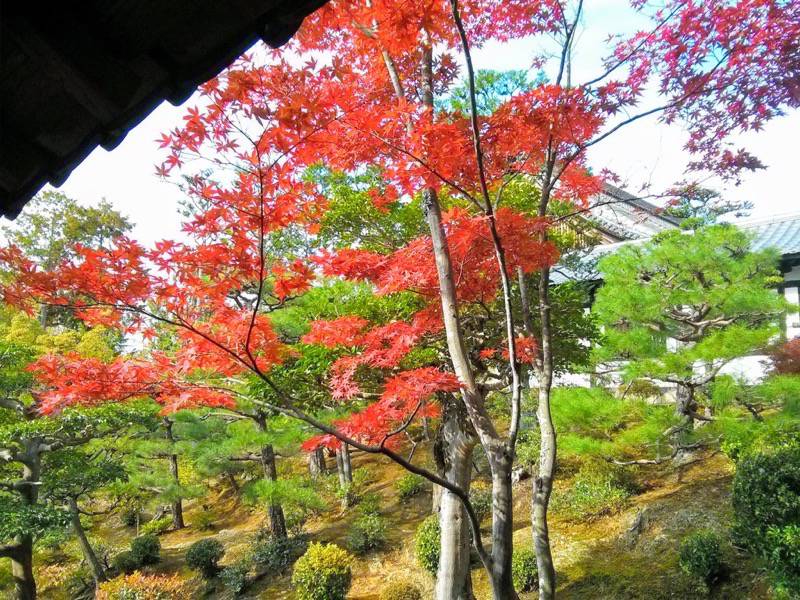 東福寺 通天橋付近の紅葉９