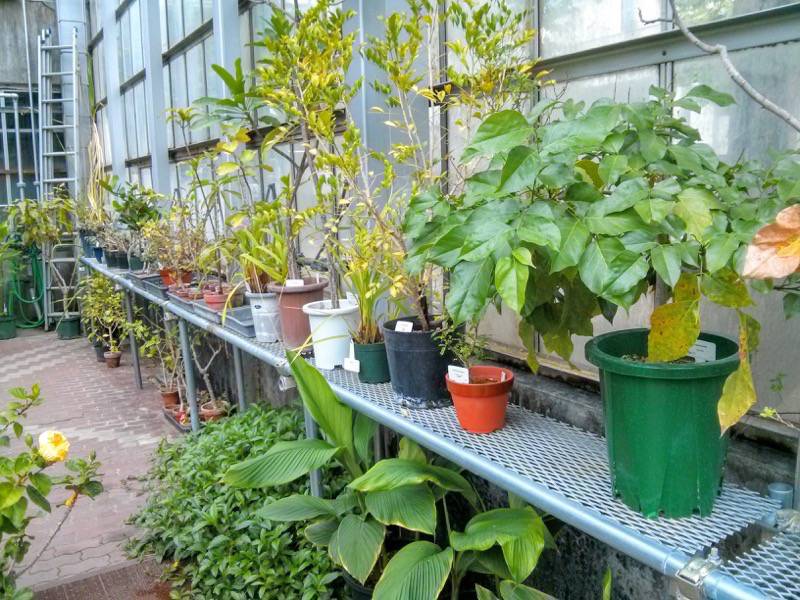 北海道大学植物園 温室園A棟２７熱帯性果実類 ４ ５号室