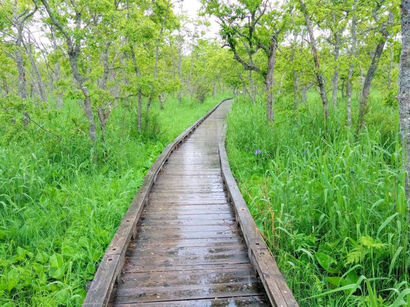 温根内木道8−10.jpg 温根内木道8−10