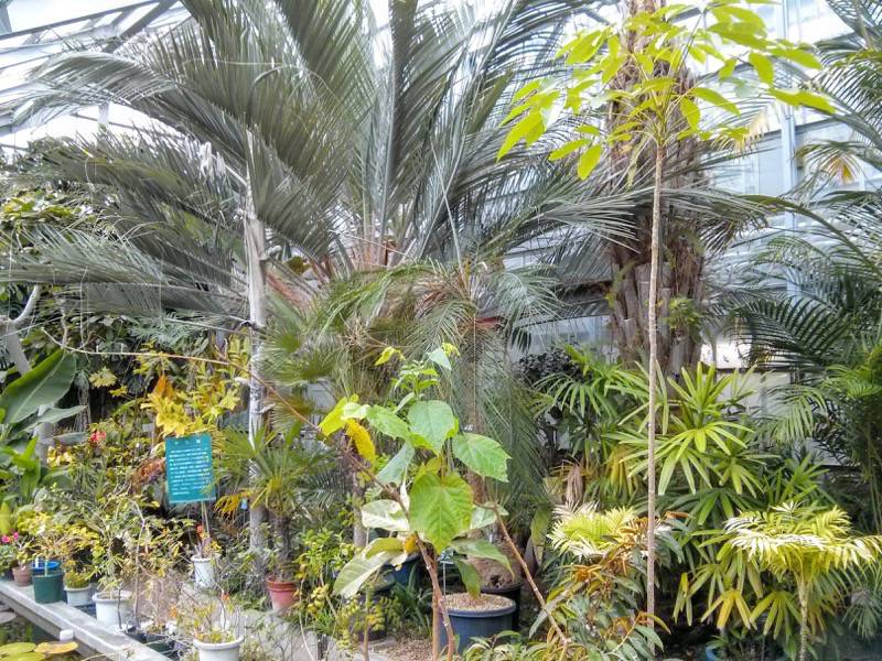 北海道大学植物園 温室園A棟２３熱帯性果実類 ４ ５号室