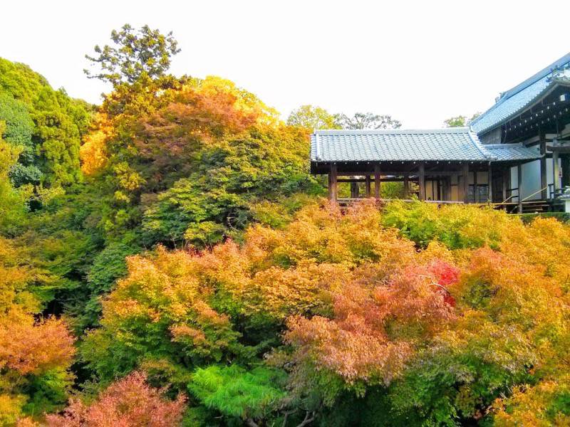 東福寺 通天橋付近の紅葉２