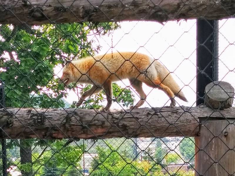 旭山動物園-キタキツネ2.jpg 旭山動物園 キタキツネ2