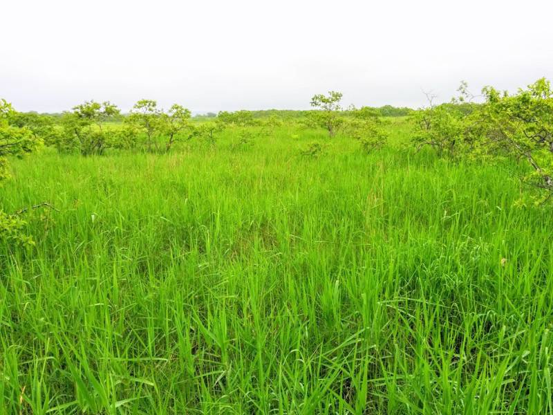 温根内木道5−3.jpg 温根内木道5−3