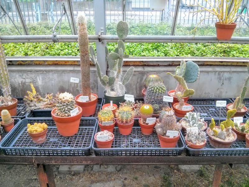北海道大学植物園 温室園B棟２４多肉植物 ６号室