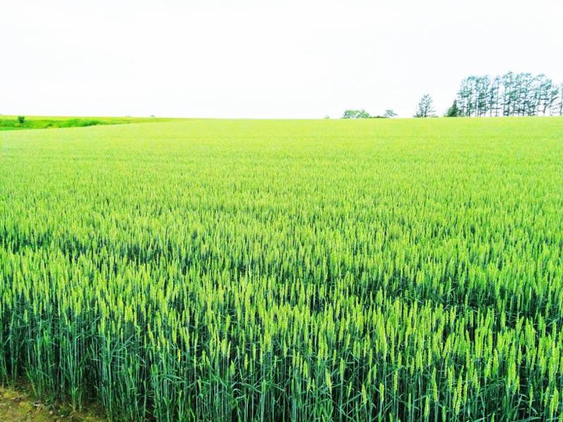 美瑛 マイルドセブンの丘２