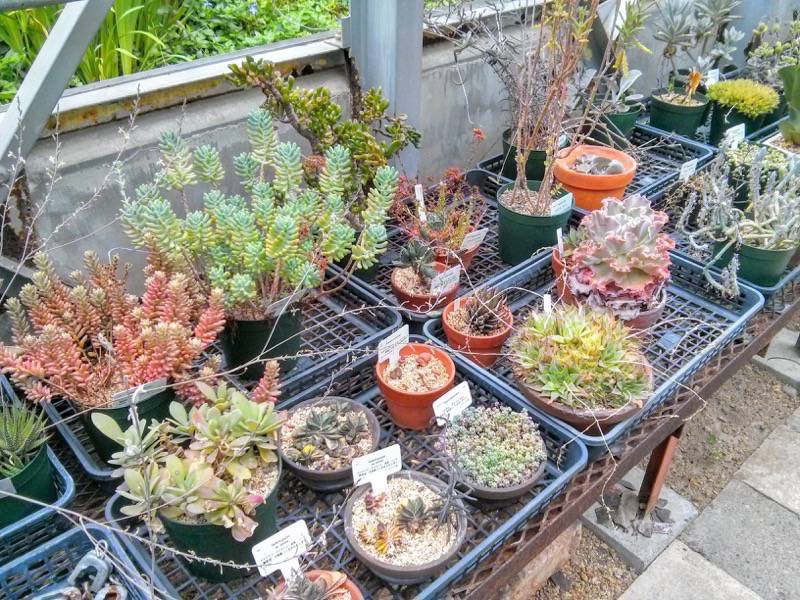 北海道大学植物園 温室園B棟２８多肉植物 ６号室