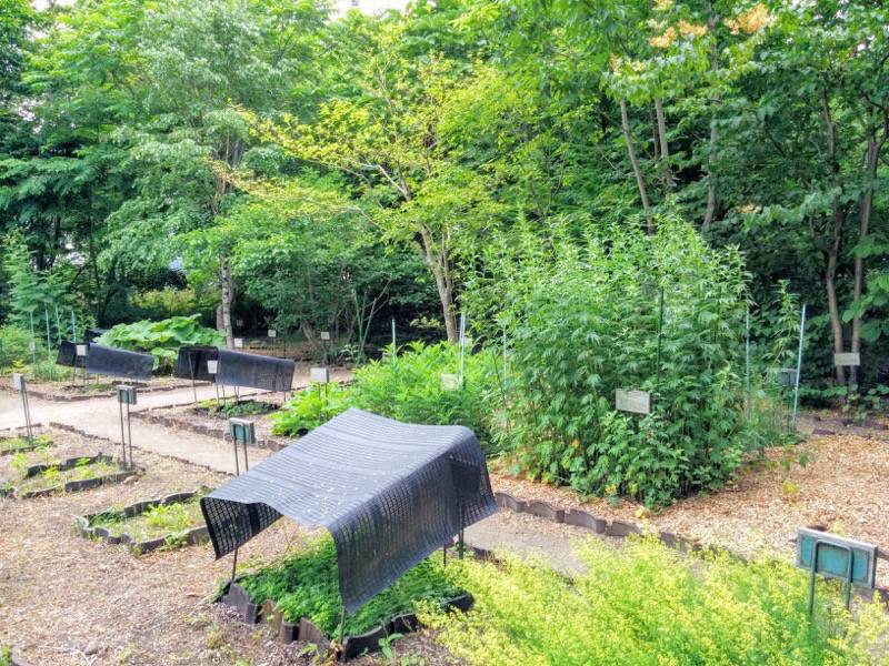 北海道大学植物園-北方民族植物標本園3.jpg 北海道大学植物園 北方民族植物標本園3