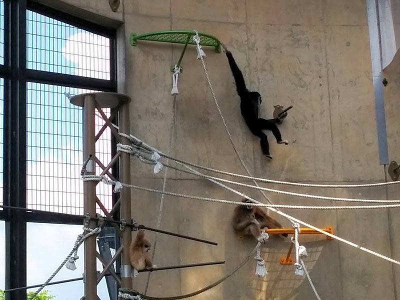 旭山動物園-テナガザル4.jpg 旭山動物園 テナガザル4