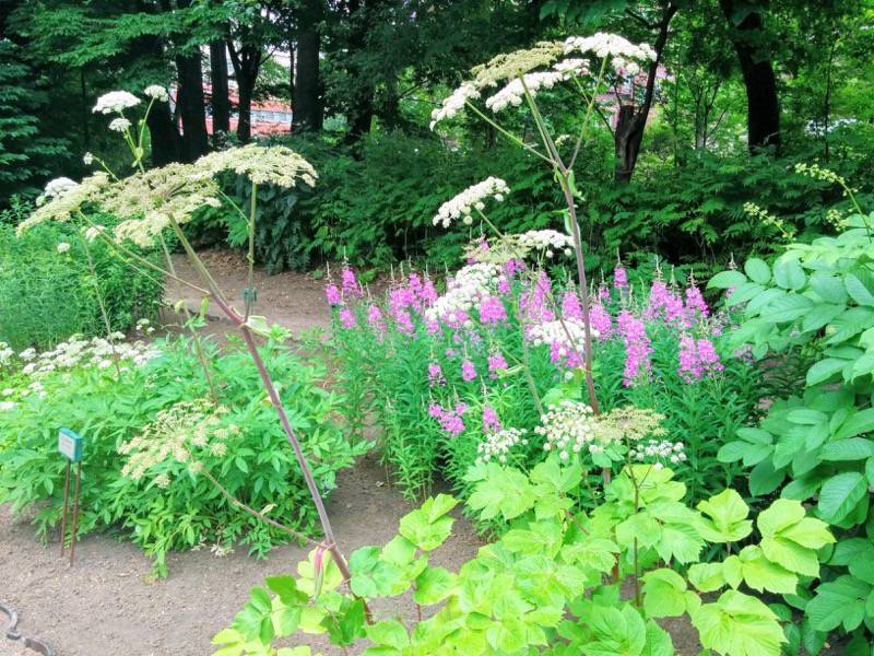 北海道大学植物園 草本分科園１６アマニュウ マルバエゾニュウ